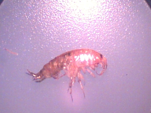 Piccoli crostacei raccolti dal Po vicino a Settimo Torinese